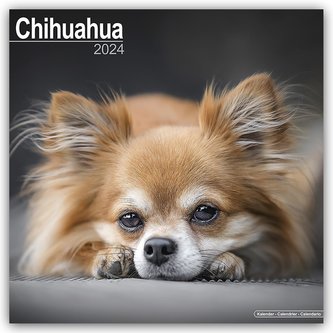 Chihuahua 2024 - 16-Monatskalender