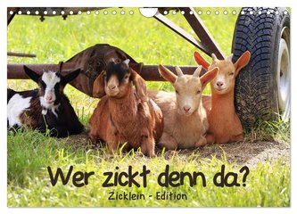 Wer zickt denn da? - Zicklein-Edition (Wandkalender 2024 DIN A4 quer), CALVENDO Monatskalender