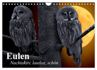 Eulen. Nachtaktiv, lautlos, schön (Wandkalender 2024 DIN A4 quer), CALVENDO Monatskalender