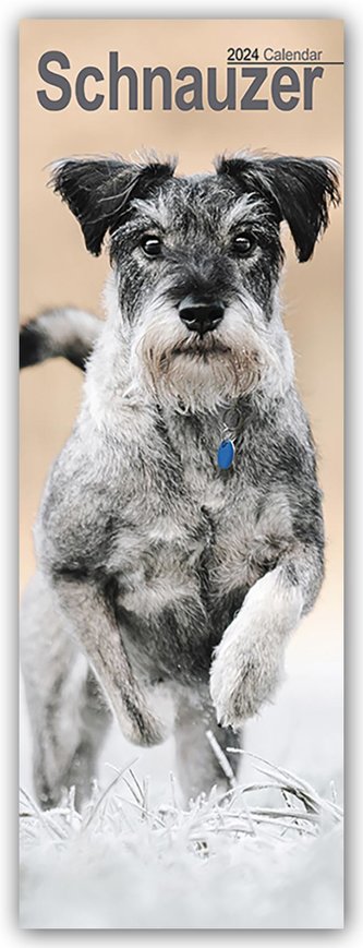 Schnauzer 2024