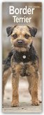 Border Terrier 2024