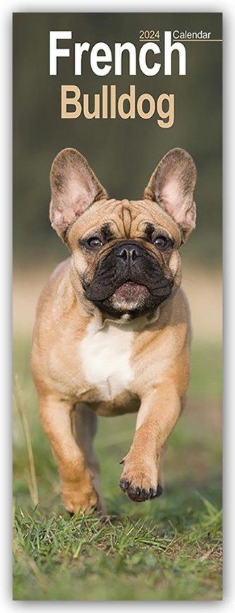 French Bulldog 2024