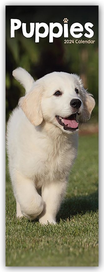 Puppies - Welpen 2024