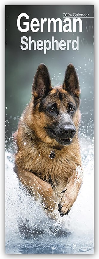 German Shepherds - Deutsche Schäferhunde 2024