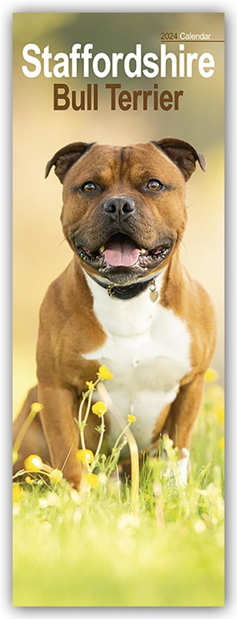 Staffordshire Bullterrier - Staffies 2024