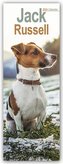 Jack Russell - Jack Russell Terrier 2024