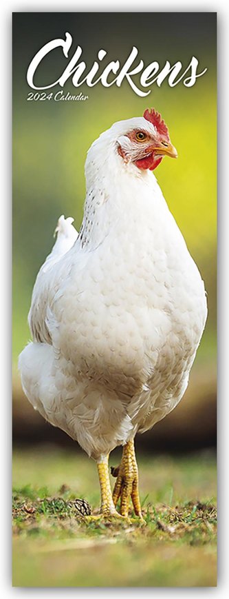 Chickens - Hühner 2024