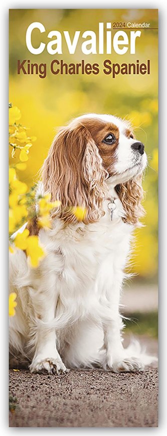 Cavalier King Charles Spaniels 2024