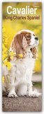 Cavalier King Charles Spaniels 2024