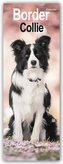 Border Collies 2024