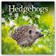 Hedgehogs - Igel 2024