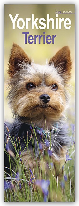 Yorkshire Terrier - Yorkies 2024