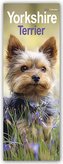 Yorkshire Terrier - Yorkies 2024