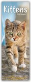 Kittens - Kätzchen - Katzenbabys 2024