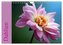 Dahlien (Wandkalender 2024 DIN A4 quer), CALVENDO Monatskalender