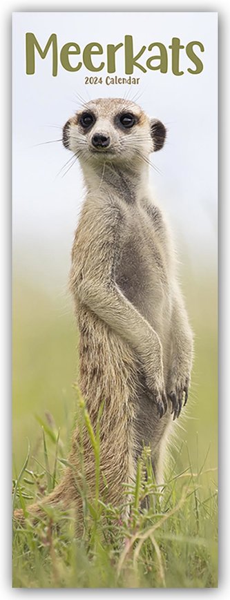 Meerkats - Erdmännchen 2024