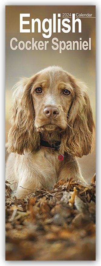 English Cocker Spaniel 2024