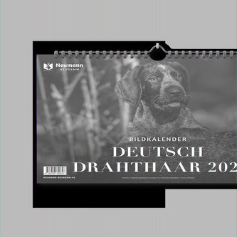 Deutsch Drahthaar 2024