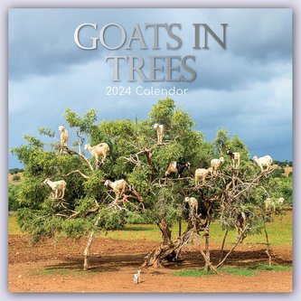 Goats in Trees - Ziegen auf Bäumen 2024 - 16-Monatskalender