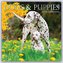 Dogs & Puppies - Hunde & Welpen 2024 - 16-Monatskalender