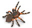 Tarantula