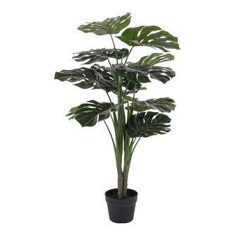 House Nordic Monstera