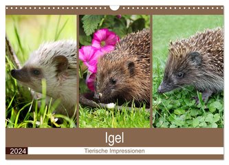 Igel 2024. Tierische Impressionen (Wandkalender 2024 DIN A3 quer), CALVENDO Monatskalender