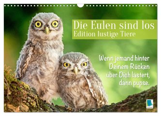 Die Eulen sind los: Edition lustige Tiere (Wandkalender 2024 DIN A3 quer), CALVENDO Monatskalender