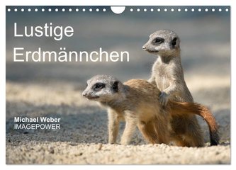 Lustige Erdmännchen (Wandkalender 2024 DIN A4 quer), CALVENDO Monatskalender