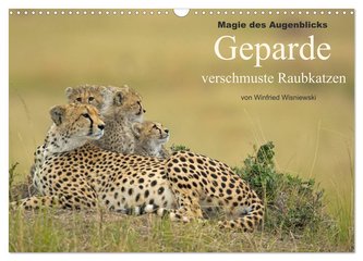 Magie des Augenblicks - Geparde - verschmuste Raubkatzen (Wandkalender 2024 DIN A3 quer), CALVENDO Monatskalender