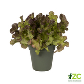 Květináč Green Basics - leaf green 13 cm