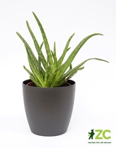 Obal Perla - antracit 11 cm