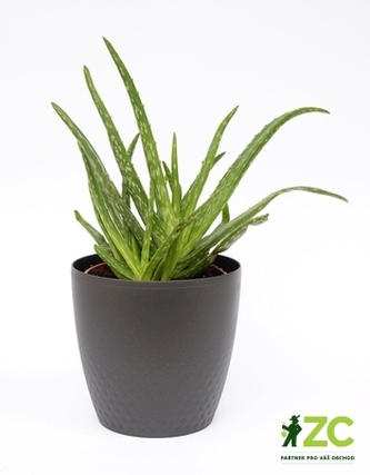 Obal Perla - antracit 11 cm