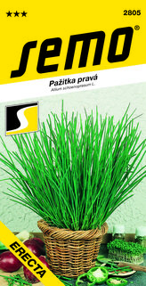 Pažitka - Erecta, vzpřímená 2g