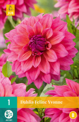 Karta - Jiřina  FELINE YVONNE (1 hlíza) "B"