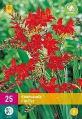 Karta XXL - Montbrécie (Crocosmia) LUCIFER (25 cibulí) "D"