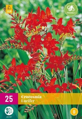 Karta XXL - Montbrécie (Crocosmia) LUCIFER (25 cibulí) "D"