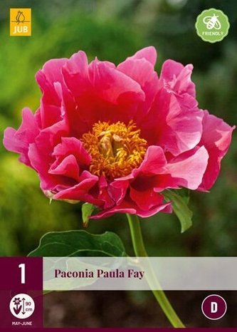 Karta - Pivoňka PAULA FAY (1 cibule) "D"