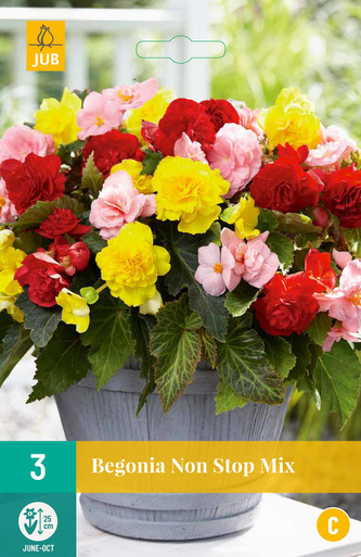 Karta - Begónie NON STOP MIX (3 cibulí) "C"