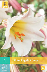 Karta - Lilie REGALE (1 cibule) "B"