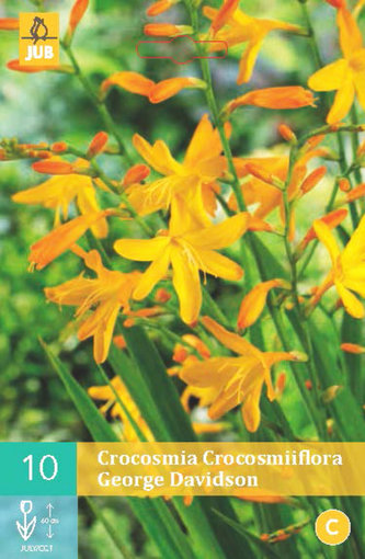 Karta - Montbrécie (Crocosmia) GEORGE DAVISON (10 cibulí) "B"