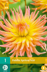 Karta - Jiřina APRICOT STAR (1 hlíza) "B"