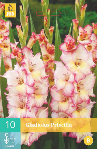 Karta - Mečík PRISCILLA (10 cibulí) "B"