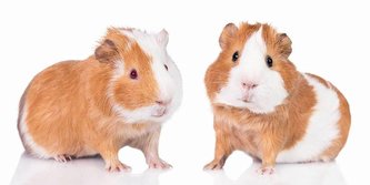 JERRY FABRICS Osuška Morče  Bavlna - Froté, 70/140 cm