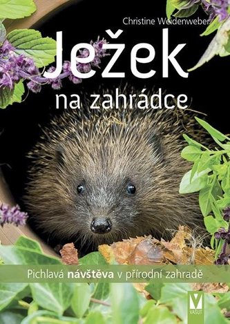 Ježek na zahrádce - Pichlavá návštěva v přírodní zahradě