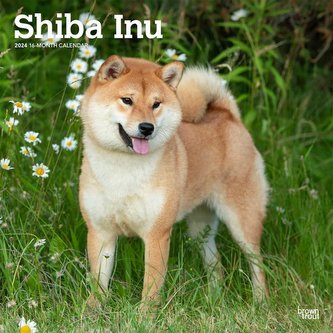 Shiba Inu 2024 Square