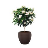 Obal 282 Lineo Brown 48