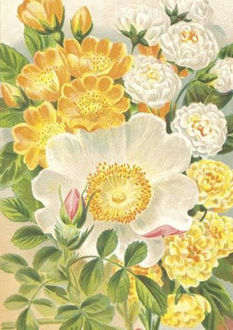 Karnet ST473 B6 + koperta Żółte róże