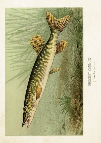 Karnet ST478 B6 + koperta Szczupak