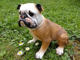Buldog polyston